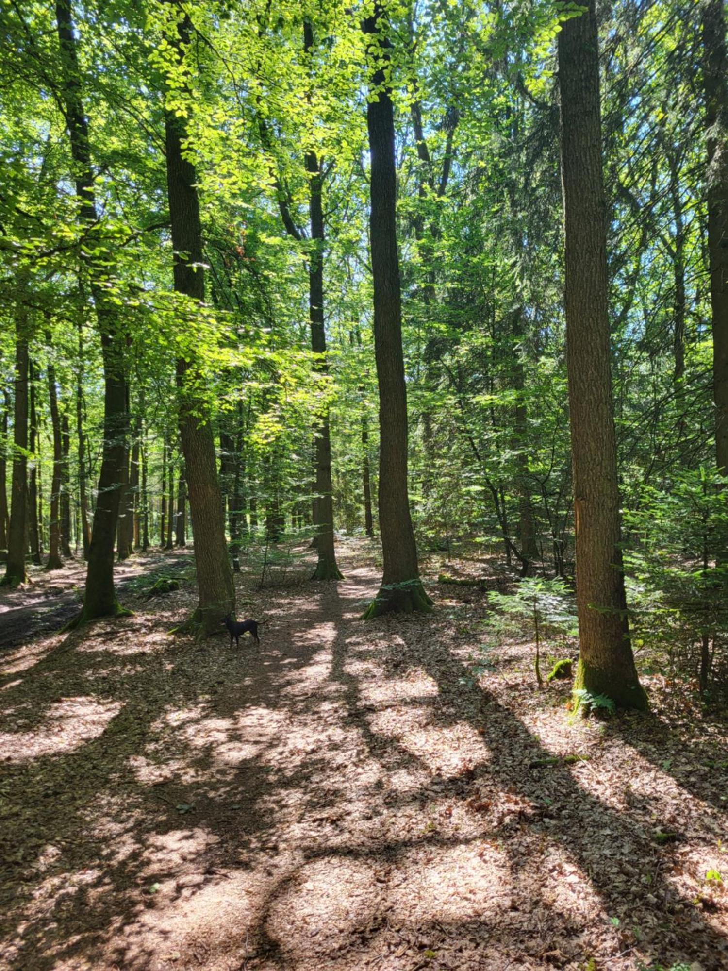 Die Alte Schule Haeuschen St. Vith Buitenkant foto
